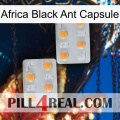 Africa Black Ant Capsule 25